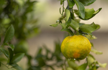 Pé de tangerina em quintal de residência brasileira