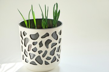 Fresh, green onion in a pot, isolated on a white background