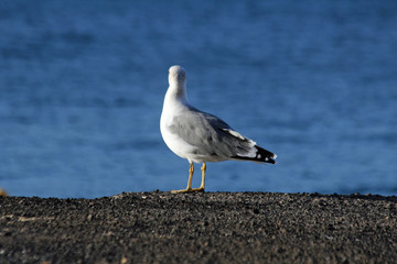 TIERE_5153_Moewe