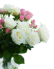 Pink and white blooming roses