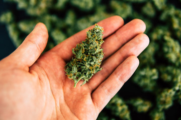 buds of Cannabis in hand of man Macro of cannabis weed marijuana flowers with trichomes