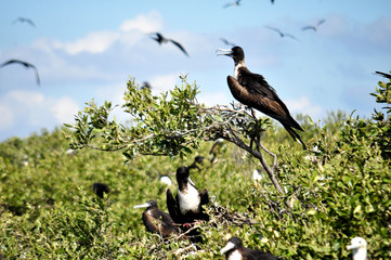 Aves