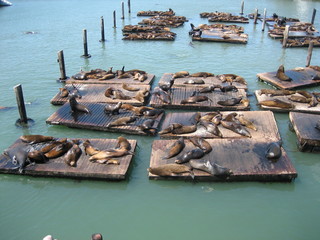 foca