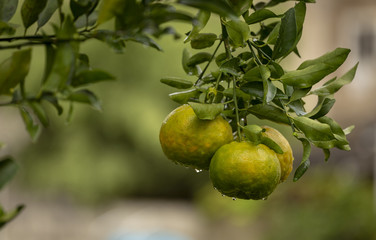 Pé de tangerina em quintal de residência brasileira