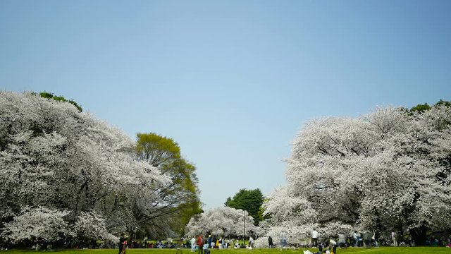 4k・東京風景・春・満開の桜・タイムラプス