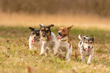 Many dogs run in a meadow in early spring - a pack of Jack Russell Terriers