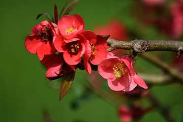 Arbre Fruitier- Fleurs Rouges