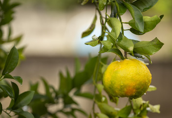 Pé de tangerina em quintal de residência brasileira