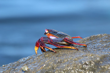 TIERE_5848_rote_Klippenkrabbe