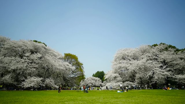 4k・東京風景・春・満開の桜・タイムラプス