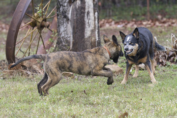 Two dogs playing, animal behavior, rough play