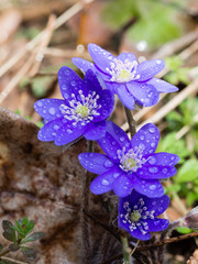Hepatica flower blooming in the spring forest