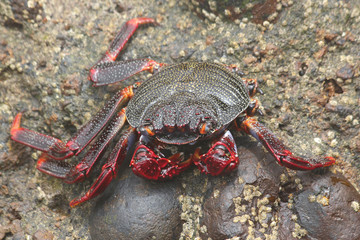 TIERE_3795_rote_Klippenkrabbe_mit_7_Beinen