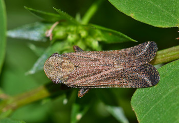 An overhead view of a Fulgorid Planthopper (Cyrpoptus reineckei) insect on a plant stem in a patch of ground cover during the Spring season.