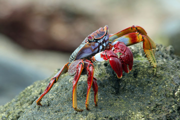 TIERE_4603_rote_Klippenkrabbe