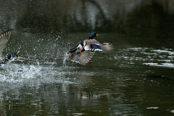 duck and mallard flying on the water lake