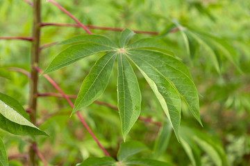 Lavoura de mandioca em propriedade ruralde Guarani, Minas Gerais