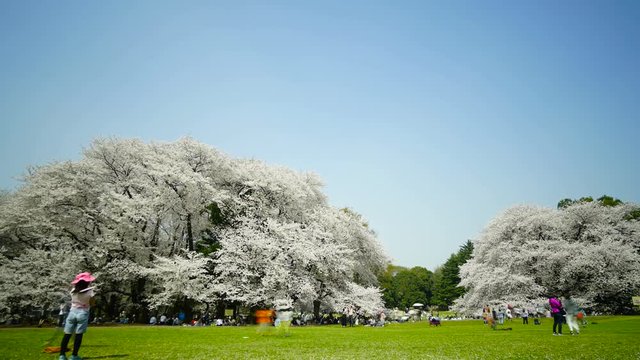 4k・東京風景・春・満開の桜・タイムラプス