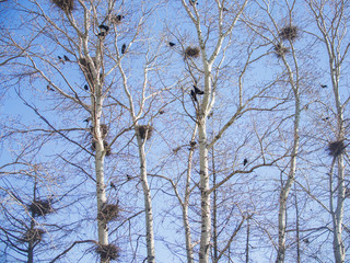 Rooks in a nests on trees. Spring