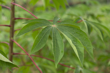 Lavoura de mandioca em propriedade ruralde Guarani, Minas Gerais
