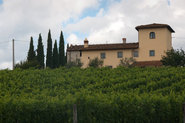 Italian vineyard on a sunny day