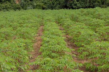 Lavoura de mandioca em propriedade ruralde Guarani, Minas Gerais