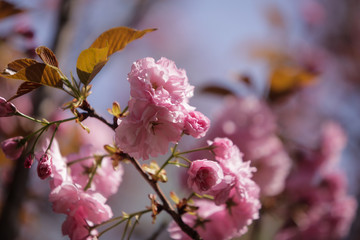 Close-up of cherry tree flowers in a Japanese garden