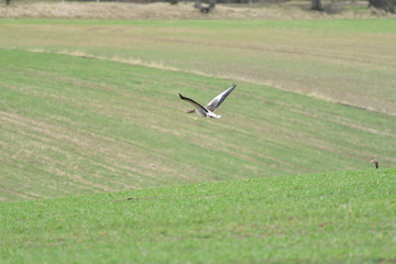 flock of bean goose flying over the green field