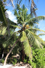 Fototapeta premium Seychelles