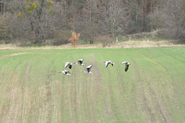 flock of bean goose flying over the green field 