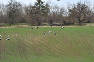 flock of bean goose flying over the green field