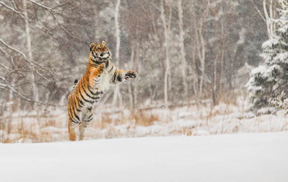 Tiger portrait in cold winter. Tiger in wild winter nature. Action wildlife scene, danger animal.