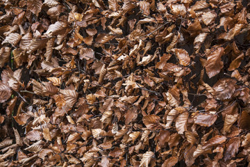 dry autumn leaves