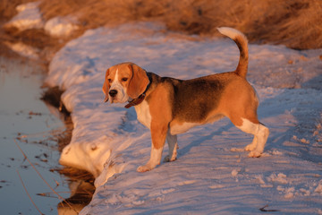 Beagle dog during duck hunting