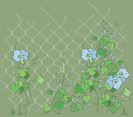 Ipomoea on the grid.Blue Ipomoea.Children's illustration, the flowers are crawling on the grid. Creeping flowers.
