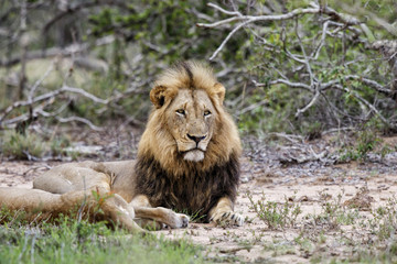 Obraz premium Male lion resting in mating period in Sabi Sands Game Reserve part of the Greater Kruger Region in South Africa