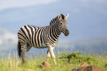 Zebra in the Nambiti Game Reserve in the Nambiti hills in Kwa Zulu Natal in South Africa