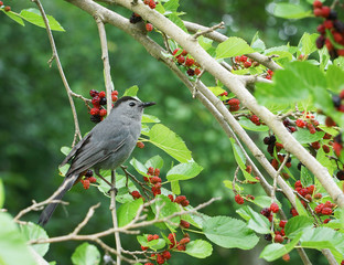 bird on mulberry branch eating ripe mulberry