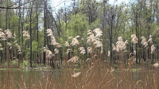 Spring reed and trees over forest pond