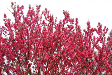 red cherry blossom on the tree in spring 