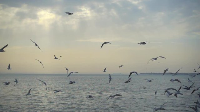 Slowmotion, beautiful sky and birds fly over the sea.