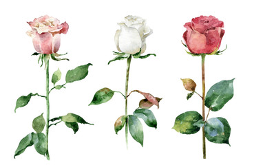 Watercolor roses on white background - 200671323