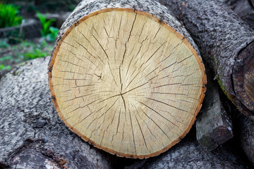 Cross-section of a tree. Structure of a tree with cracks_