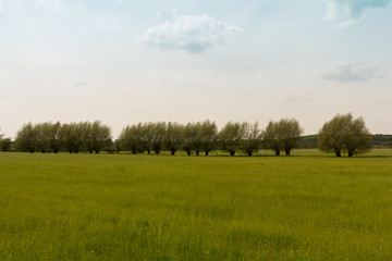 Reihe mit Weiden