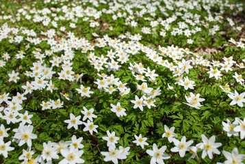 spring bloom of the wood anemones closeup photo