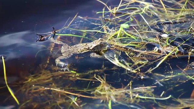 frog spawn