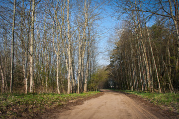 Wiosna w lesie © Mariusz Stoszewski