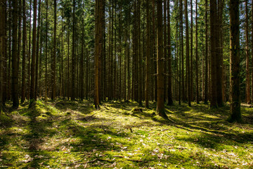 Sonnenstrahlen der Sonne scheinen in einen Wald im Bayerischen Wald und beleuchten den mit Moos bedeckten Waldboden