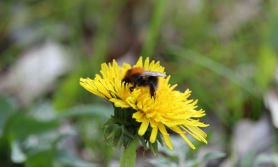 Bestäubung / Hummel sammelt Pollen auf der Löwenzahnblüte