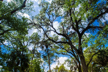 Juniper Springs, Florida